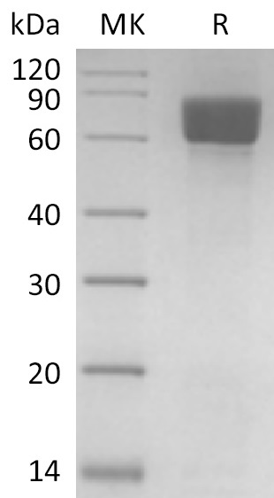 Biotinylated Human CD98 +SDS-PAGE.jpg